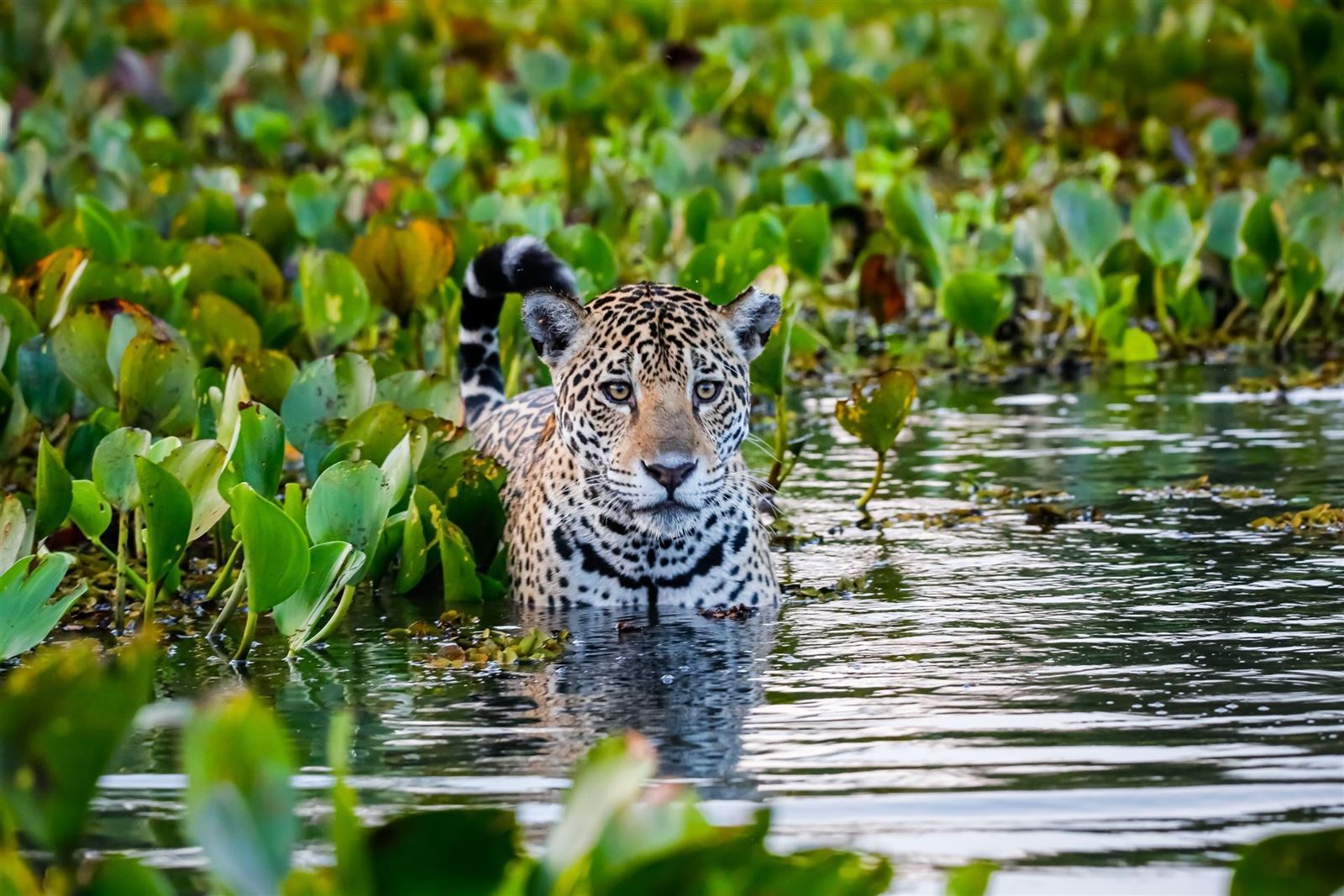  Jaguar im Wasser